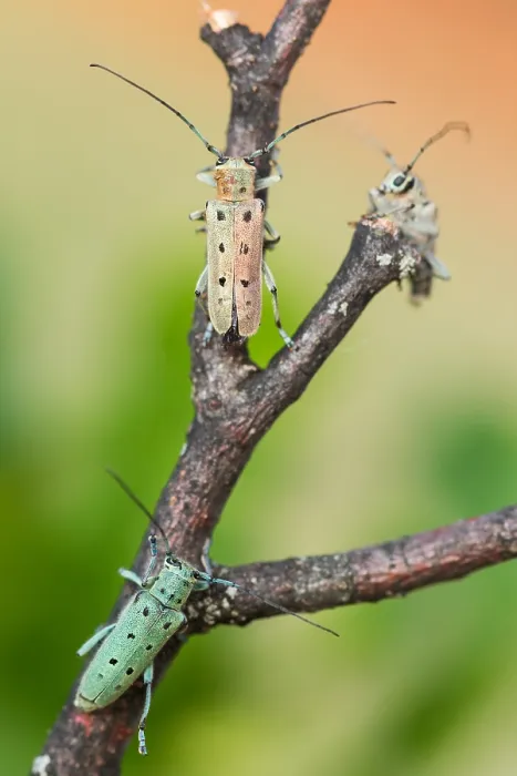 Gerahmter Druck : Saperda octopunctata Gerahmter Druck : Saperda octopunctata