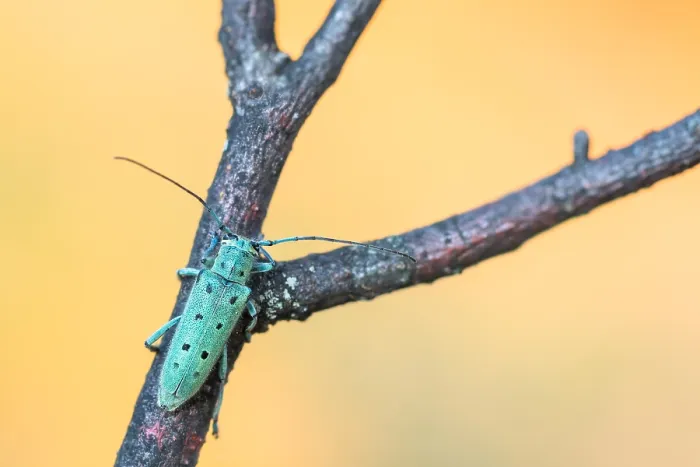 Gerahmter Druck : Saperda octopunctata Gerahmter Druck : Saperda octopunctata
