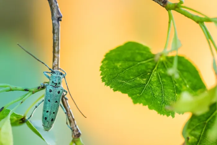 Gerahmter Druck : Saperda octopunctata Gerahmter Druck : Saperda octopunctata