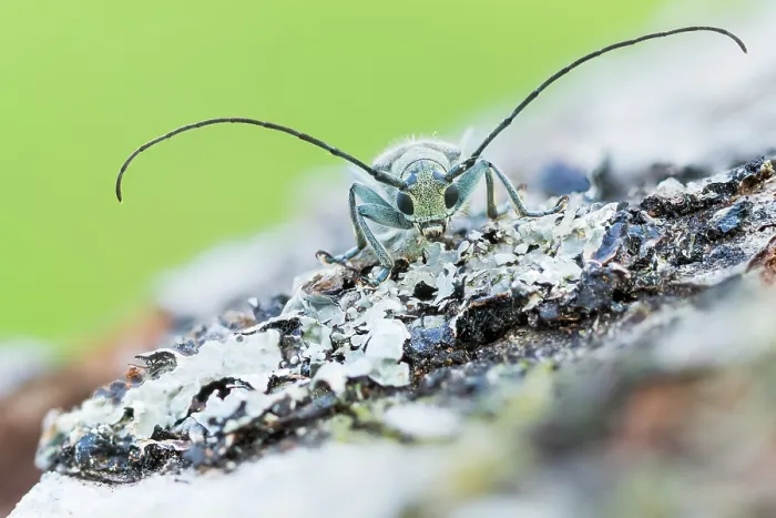 Gerahmter Druck : Saperda octopunctata Gerahmter Druck : Saperda octopunctata