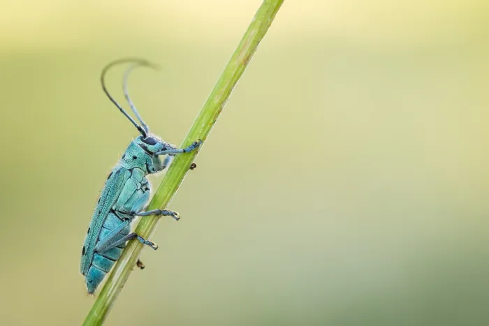 Gerahmter Druck : Saperda octopunctata Gerahmter Druck : Saperda octopunctata