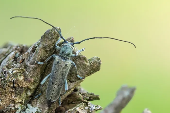 Gerahmter Druck : Saperda octopunctata Gerahmter Druck : Saperda octopunctata