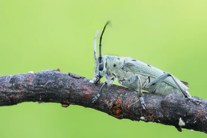 Gerahmter Druck : Saperda octopunctata Gerahmter Druck : Saperda octopunctata