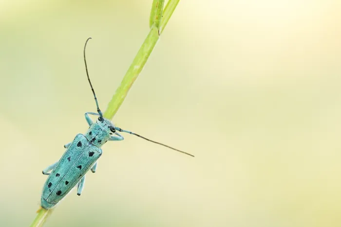 Gerahmter Druck : Saperda octopunctata Gerahmter Druck : Saperda octopunctata