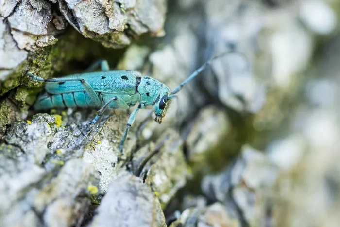 Gerahmter Druck : Saperda octopunctata