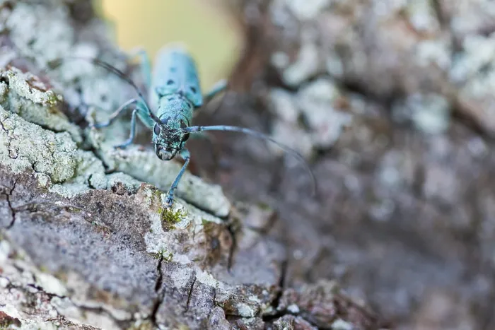 Gerahmter Druck : Saperda octopunctata