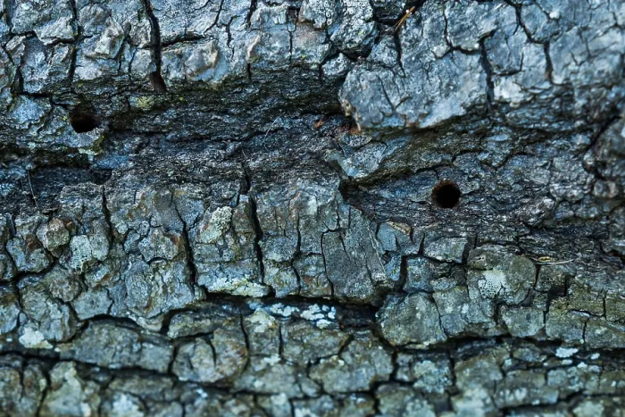 Gerahmter Druck : Saperda octopunctata Gerahmter Druck : Saperda octopunctata