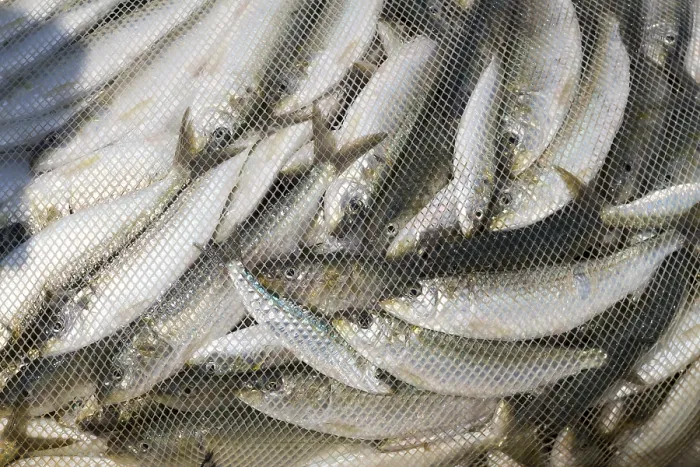 Gerahmter Druck : Sardinen in einem Fischernetz, Oman.