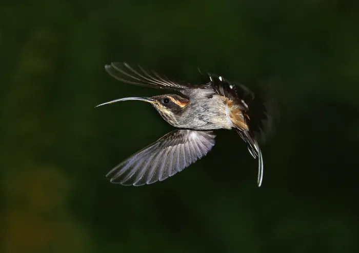Gerahmter Druck : Schuppenkehlschwärmer, Phaethornis eurynome Gerahmter Druck : Schuppenkehlschwärmer, Phaethornis eurynome