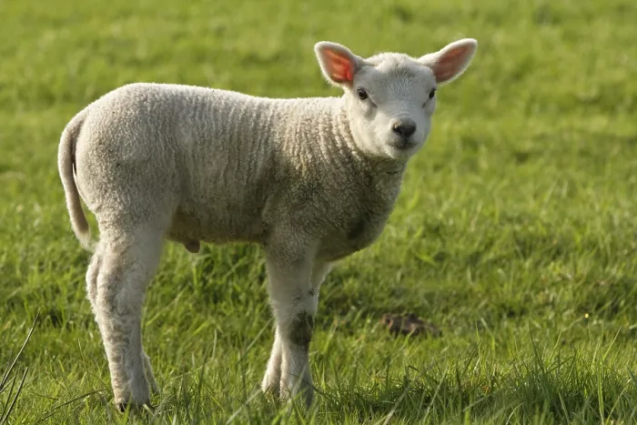 Gerahmter Druck : Schaf, Schafe Gerahmter Druck : Schaf, Schafe