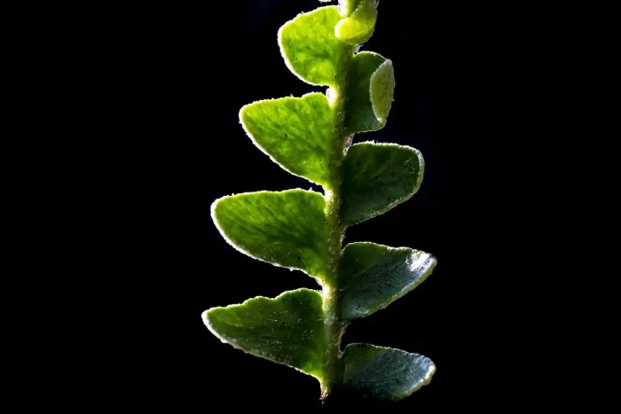 Gerahmter Druck : Schubvaren, Rusty Back, Asplenium ceterach Gerahmter Druck : Schubvaren, Rusty Back, Asplenium ceterach