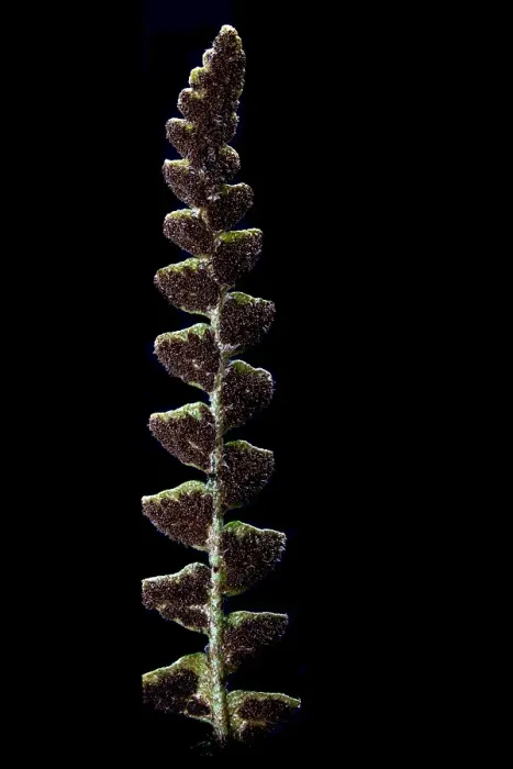 Gerahmter Druck : Schubvaren, Rusty Back, Asplenium ceterach Gerahmter Druck : Schubvaren, Rusty Back, Asplenium ceterach