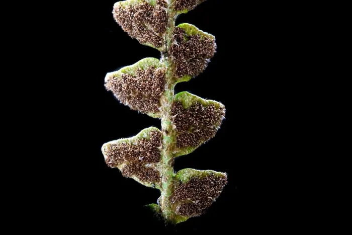 Gerahmter Druck : Schubvaren, Rusty Back, Asplenium ceterach Gerahmter Druck : Schubvaren, Rusty Back, Asplenium ceterach
