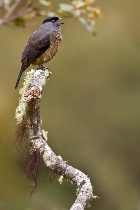 Gerahmter Druck : Sclater-Cotinga, Bay-vented Cotinga, Doliornis sclateri Gerahmter Druck : Sclater-Cotinga, Bay-vented Cotinga, Doliornis sclateri