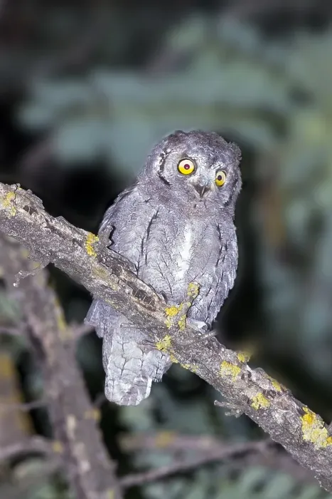 Gerahmter Druck : Schleiereule; Otus scops