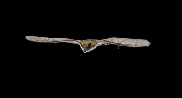 Gerahmter Druck : Serotine, Eptesicus serotinus