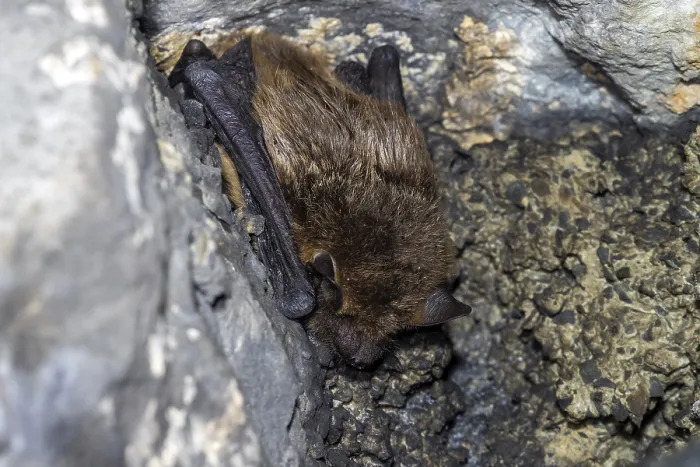 Gerahmter Druck : Serotine, Eptesicus serotinus Gerahmter Druck : Serotine, Eptesicus serotinus