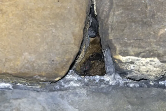 Gerahmter Druck : Serotine, Eptesicus serotinus Gerahmter Druck : Serotine, Eptesicus serotinus