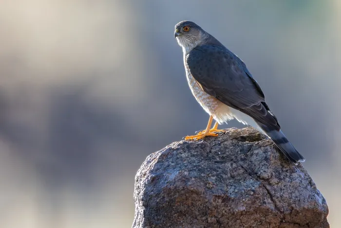Gerahmter Druck : Scharfachspergler, Accipiter striatus Gerahmter Druck : Scharfachspergler, Accipiter striatus
