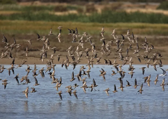 Gerahmter Druck : Schnabelschwanz-Seeschwalben-Tellin, Calidris acuminata. Gerahmter Druck : Schnabelschwanz-Seeschwalben-Tellin, Calidris acuminata.