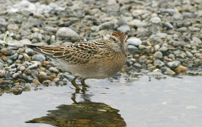 Gerahmter Druck : Scharfzungenschnäpel, Calidris acuminata Gerahmter Druck : Scharfzungenschnäpel, Calidris acuminata