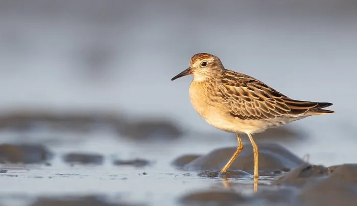 Gerahmter Druck : Scharfzungenschnäpper, Calidris acuminata Gerahmter Druck : Scharfzungenschnäpper, Calidris acuminata