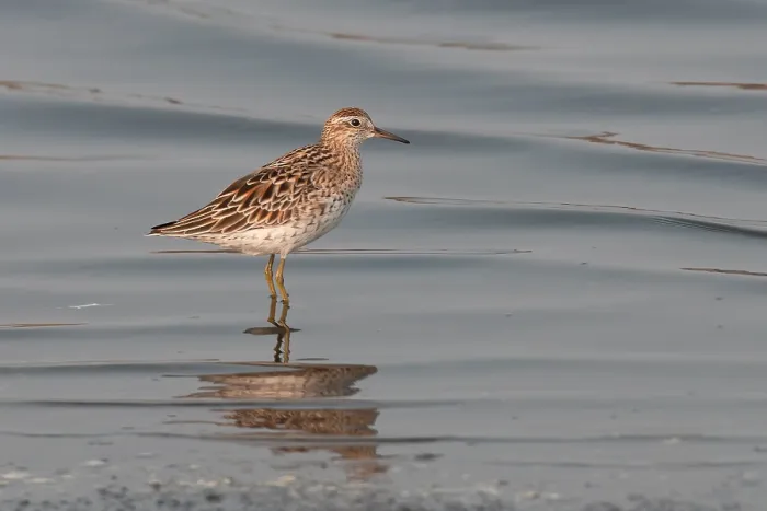 Gerahmter Druck : Scharfschwanz-Strandläufer, Calidris acuminata Gerahmter Druck : Scharfschwanz-Strandläufer, Calidris acuminata