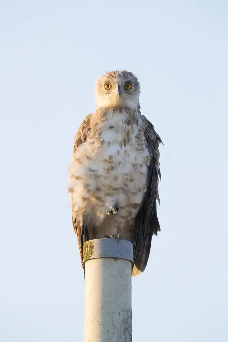 Gerahmter Druck : Wurfschwalbenkauz, Circaetus gallicus. Gerahmter Druck : Wurfschwalbenkauz, Circaetus gallicus.