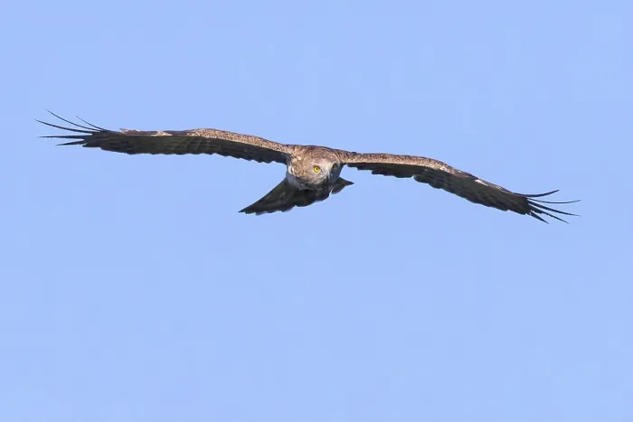 Gerahmter Druck : Schmalschnabel-Seeadler, Circaetus gallicus. Gerahmter Druck : Schmalschnabel-Seeadler, Circaetus gallicus.
