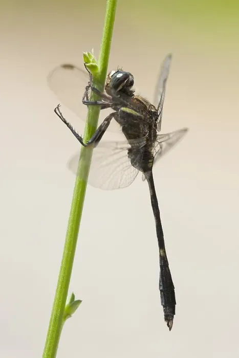 Gerahmter Druck : Schlanke Oeverlibelle, Slender Skimmer, Orthetrum sabina Gerahmter Druck : Schlanke Oeverlibelle, Slender Skimmer, Orthetrum sabina