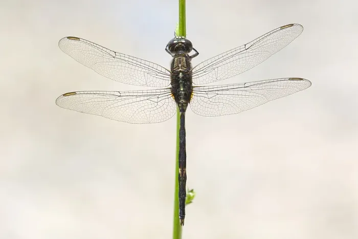 Gerahmter Druck : Schlanke Uferlibelle, Schlanke Gleitlibelle, Orthetrum sabina Gerahmter Druck : Schlanke Uferlibelle, Schlanke Gleitlibelle, Orthetrum sabina