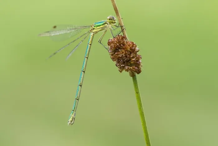 Gerahmter Druck : Kleinflügel-Azurjungfer, Lestes virens Gerahmter Druck : Kleinflügel-Azurjungfer, Lestes virens