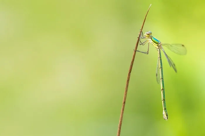 Gerahmter Druck : Kleinflügel-Weberschmetterling, Lestes virens Gerahmter Druck : Kleinflügel-Weberschmetterling, Lestes virens