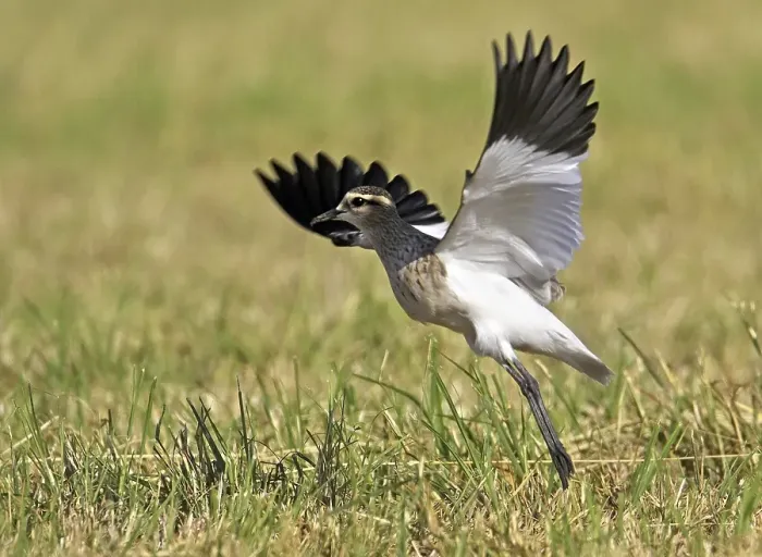 Gerahmter Druck : Soziale Stelzenläufer, Charadrius gregarius. Gerahmter Druck : Soziale Stelzenläufer, Charadrius gregarius.