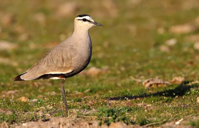 Gerahmter Druck : Geselliger Knopfweihe, Vanellus gregarius Gerahmter Druck : Geselliger Knopfweihe, Vanellus gregarius