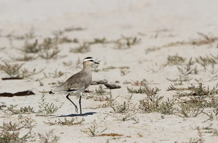 Gerahmter Druck : Geselliger Knopfseglervogel, Vanellus gregarius Gerahmter Druck : Geselliger Knopfseglervogel, Vanellus gregarius