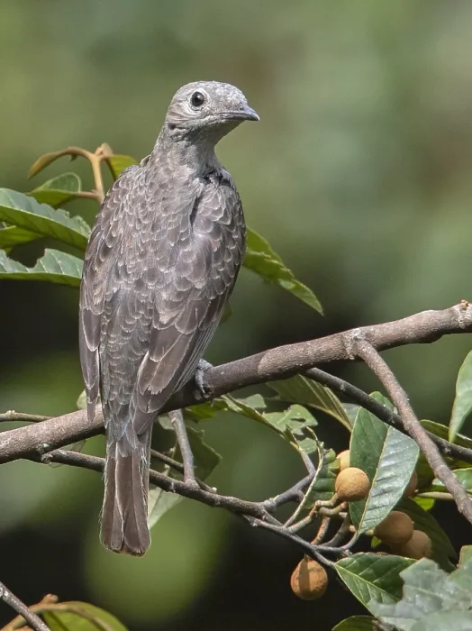 Gerahmter Druck : Spangled Cotinga (Cotinga cayana) Gerahmter Druck : Spangled Cotinga (Cotinga cayana)