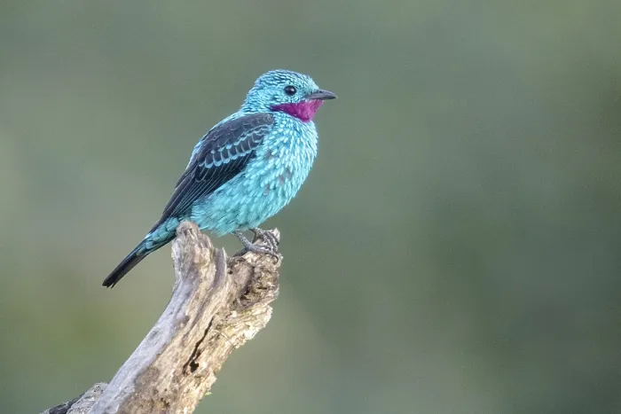 Gerahmter Druck : Federbusch-Cotinga (Cotinga cayana) Gerahmter Druck : Federbusch-Cotinga (Cotinga cayana)
