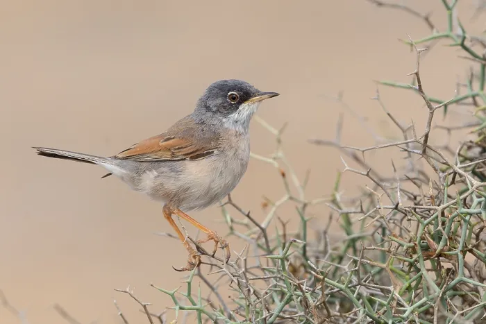 Gerahmter Druck : Spectacled Warbler