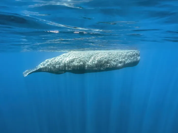 Gerahmter Druck : Walroch, Physeter macrocephalus Gerahmter Druck : Walroch, Physeter macrocephalus