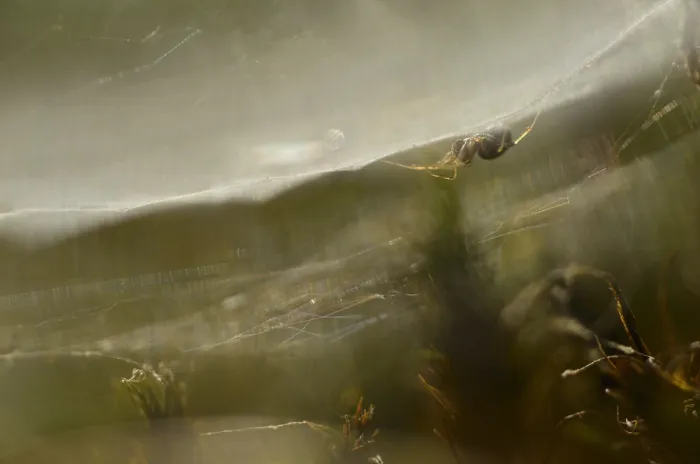 Gerahmter Druck : Spinne, Spinnennetz Gerahmter Druck : Spinne, Spinnennetz