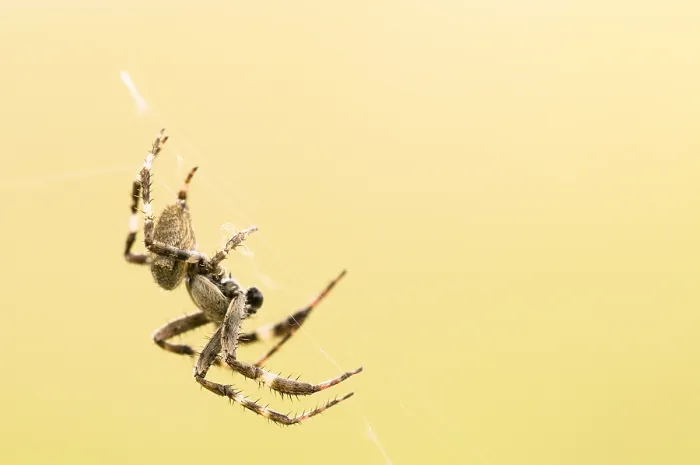 Gerahmter Druck : Spinne, Spinnennetz Gerahmter Druck : Spinne, Spinnennetz