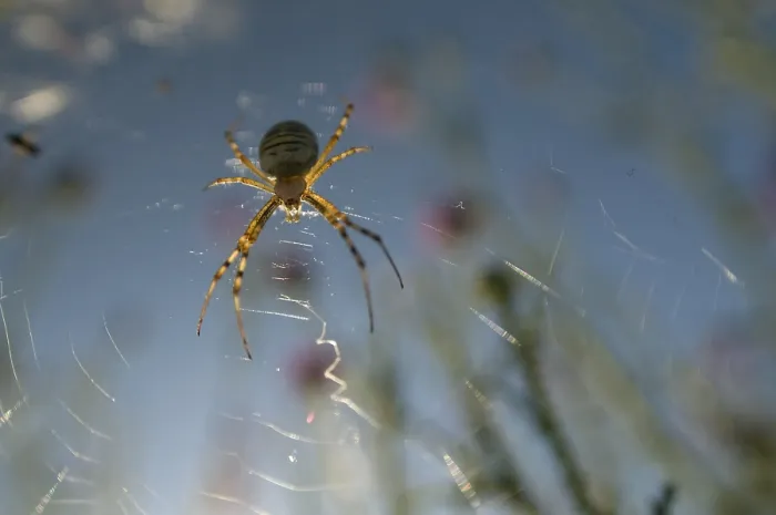 Gerahmter Druck : Spinne, Spinnennetz Gerahmter Druck : Spinne, Spinnennetz