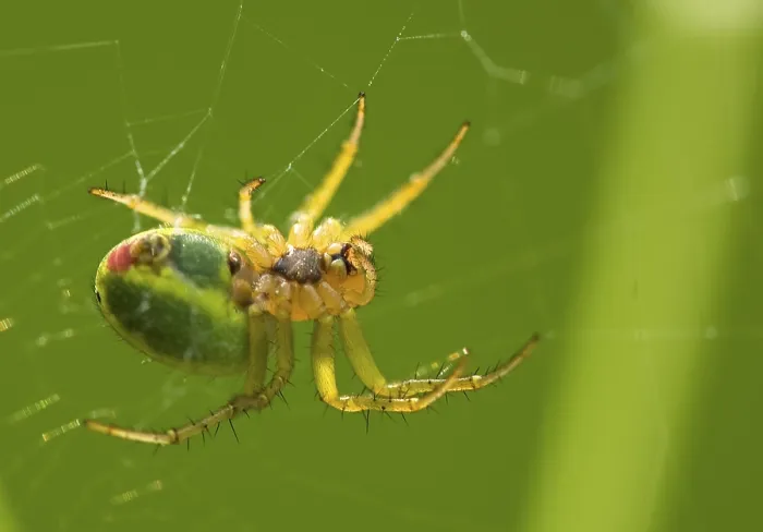 Gerahmter Druck : Spinne, Spinnennetz Gerahmter Druck : Spinne, Spinnennetz
