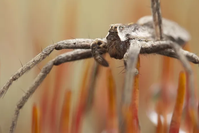 Gerahmter Druck : Spinne, Spinnennetz Gerahmter Druck : Spinne, Spinnennetz