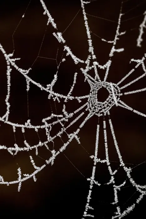Gerahmter Druck : Spinnennetz Gerahmter Druck : Spinnennetz
