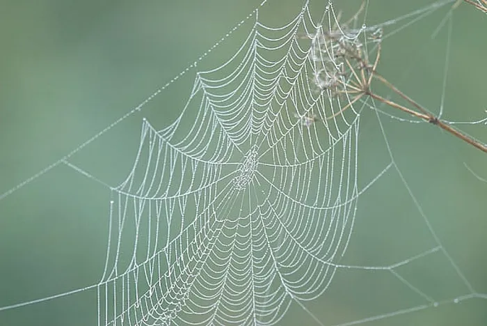 Gerahmter Druck : Spinnennetz, Spinnennetz