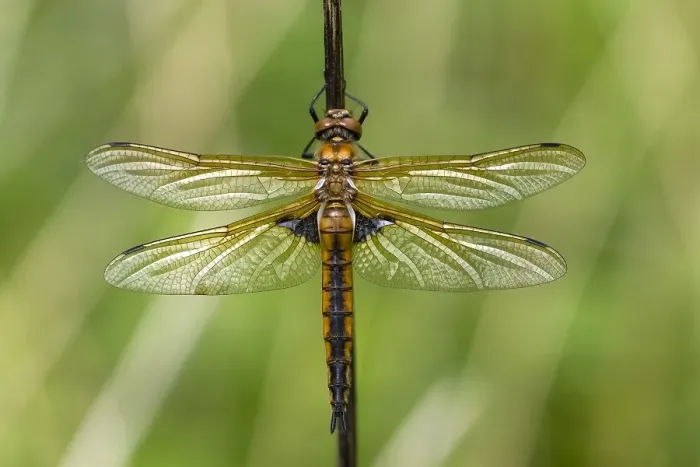 Gerahmter Druck : Zwei fleckige Libelle, Epitheca bimaculata. Gerahmter Druck : Zwei fleckige Libelle, Epitheca bimaculata.