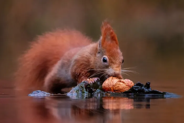 Gerahmter Druck : Eichhörnchen; inamabilis sciurus Gerahmter Druck : Eichhörnchen; inamabilis sciurus