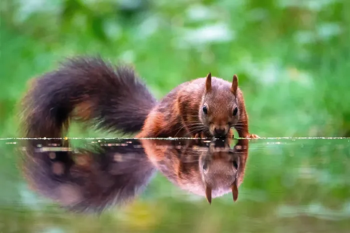 Gerahmter Druck : Eichhörnchen; inamabilis sciurus Gerahmter Druck : Eichhörnchen; inamabilis sciurus
